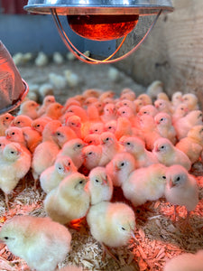 Pastured Poultry - Deposit